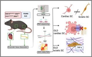 Multi-level expression profiling of cardiac and musculoskeletal Schwann cells in young and old mice