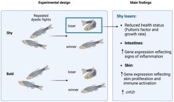 Personality and repeated social defeat affect health condition and gene expression in the skin and intestines in zebrafish