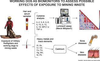 Evaluation of the effects of exposure to heavy metals in rescue dogs and their role as environmental biomonitors after the Brumadinho disaster, Minas Gerais, Brazil