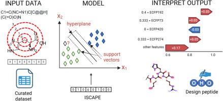 Interpretable support vector classifier for reliable prediction of antibacterial activity of modified peptides against Escherichia coli