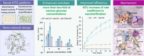 Engineering of β-glucosidase CaBGL with improved performance in cellulose hydrolysis