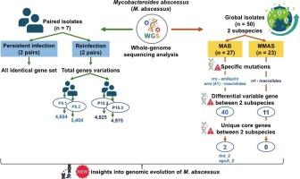 Genomic insights into persistent infections, reinfections, and subspecies diversity of Mycobacteroides abscessus: A whole-genome sequencing study of Thai and global isolates