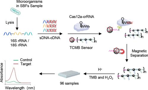CRISPR-Programmed CuO Nanocatalyst Release for Ultrasensitive Detection of Pathogens in Sterile Body Fluids