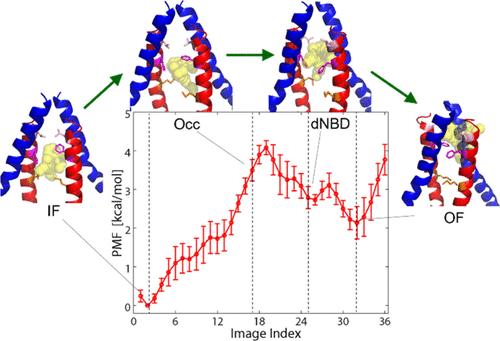 Structural and Energetic Analysis of the CmABCB1 Substrate Transport