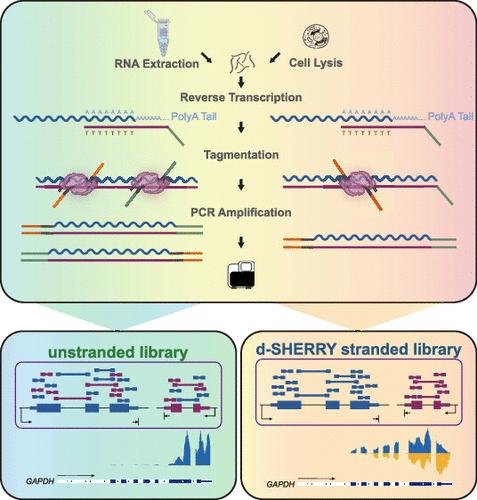 Transposase Acting on an RNA/DNA Hybrid in Strand-Specific Sequencing