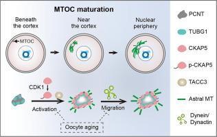 The mechanisms of MTOCs maturation in human and mouse oocytes