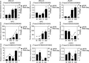 Application of dihydroquercetin reduces oxidative damage and enhances drought resistance in wheat