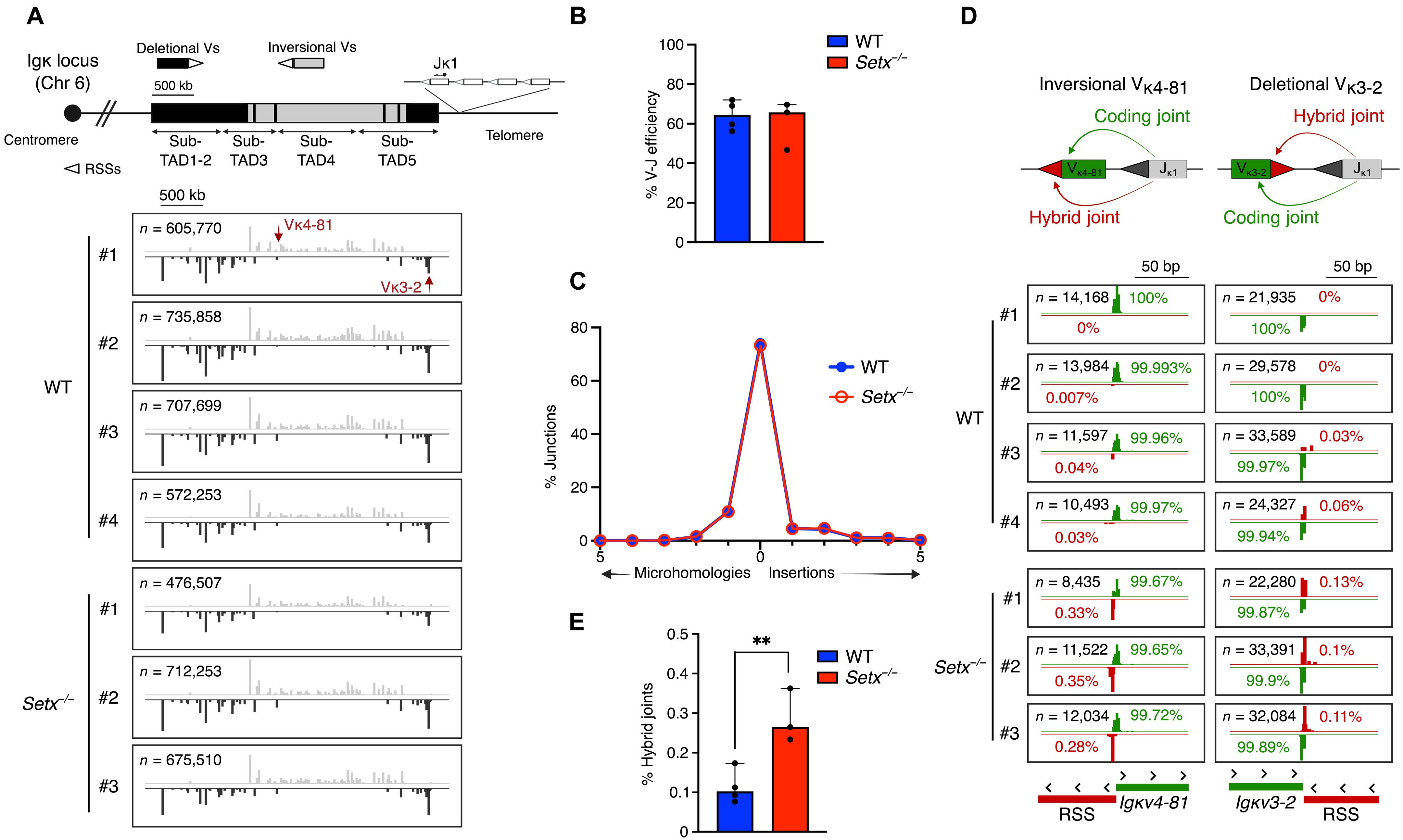 Senataxin promotes recombination fidelity during antigen receptor gene diversification