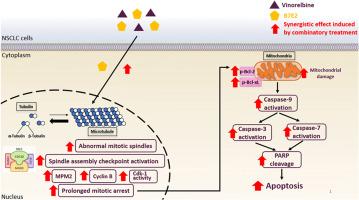 Repurposing Suan-Zao-Ren-Tang as anticancer agents in apoptotic sensitization against non-small cell lung cancer cell lines through amplification of spindle assembly checkpoint activation