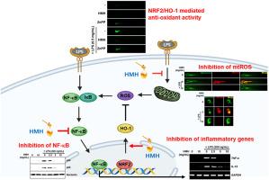 Hovenia dulcis Thunb. monofloral honey attenuates LPS-induced inflammation and endotoxemia through the activation of the Nrf2/HO-1 axis