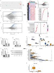 Qingre huazhuo tang regulates IgA nephropathy through immune checkpoints and ferroptosis