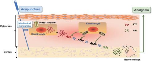 Keratinocyte Piezo1 and CD39 initiated the acupuncture analgesic signals via Co-regulating extracellular ATP mobilization at acupoints