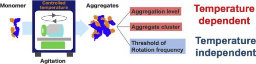 Effect of temperature on the aggregation of an Fc-fusion protein under agitation