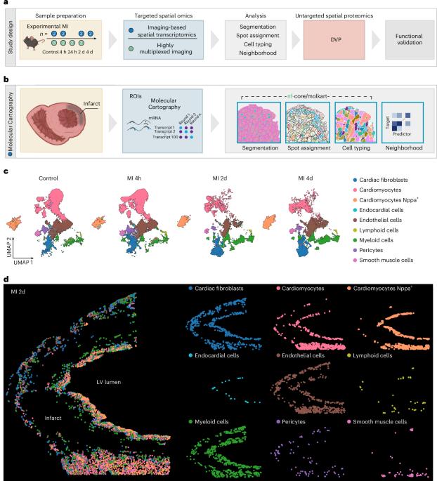 Spatial multiomics of acute myocardial infarction reveals immune cell infiltration through the endocardium