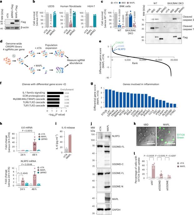 MAPL regulates gasdermin-mediated release of mtDNA from lysosomes to drive pyroptotic cell death