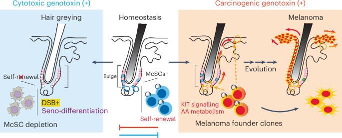 Senescence-coupled differentiation selectively eliminates cancer-prone stem cells