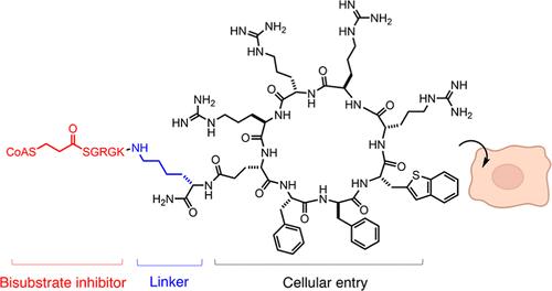 A Cell-Potent Bisubstrate Inhibitor to Probe NatD Acetyltransferase Activity