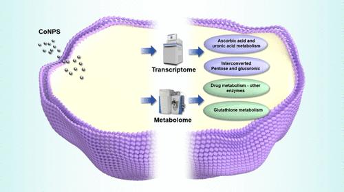 Integrated Transcriptomic and Metabolomic Profiling of Cobalt Nanoparticle-Induced Cytotoxicity in THP-1 Macrophages: Implications for Prosthetic Implants
