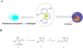 Dual-functional molecule 3c targeting CYP24A1-mediated 25-hydroxyvitamin D metabolism and microbial biofilms overcomes mixed vaginal infections