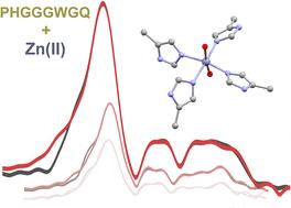The structure of complexes between zinc(ii) cations and histidine-rich repeats from the unstructured N-terminal domain of human prion protein