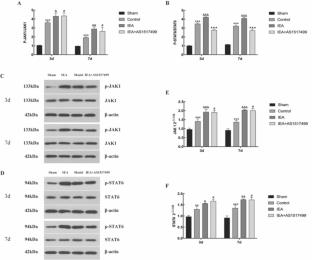 Intraorbital Electroacupuncture Promotes Oculomotor Nerve Repair by Inducing M2 Macrophage Polarization via the JAK1/STAT6 Pathway