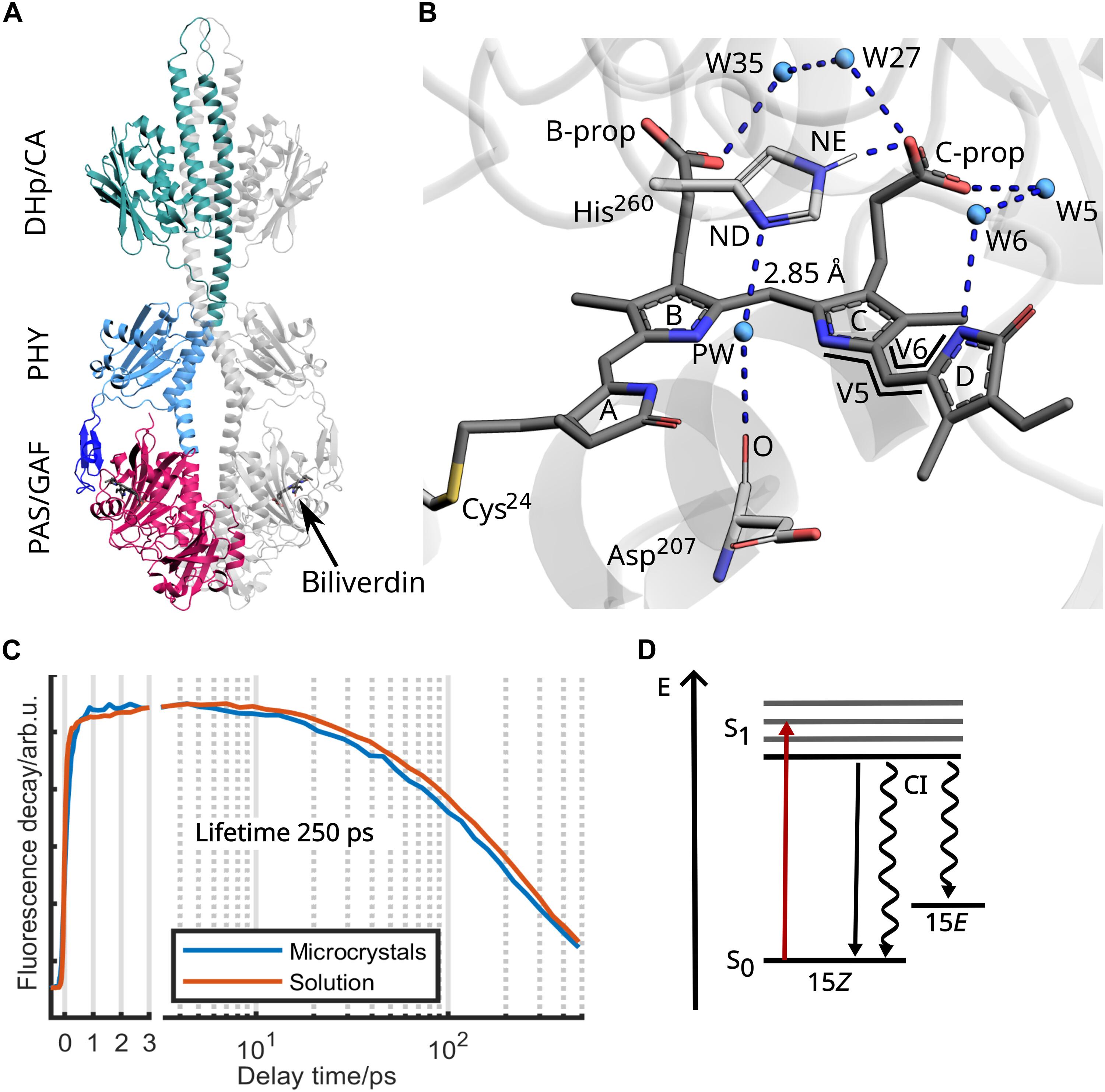 Ultrafast, remote-controlled protonation reaction enables structural changes in a phytochrome