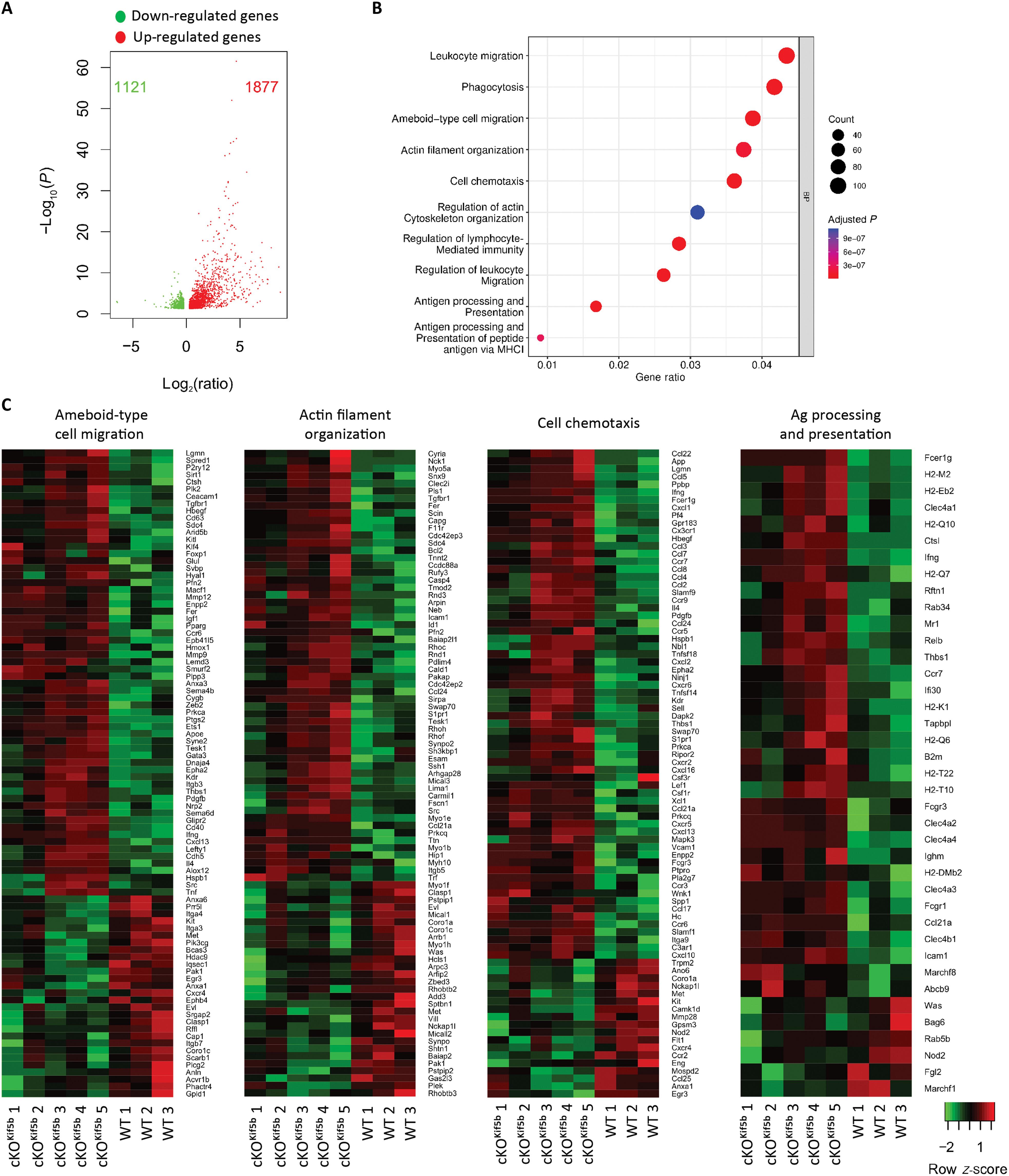 Kinesin-1 coordinates cross-talk between microtubule and actin cytoskeletons during dendritic cell migration