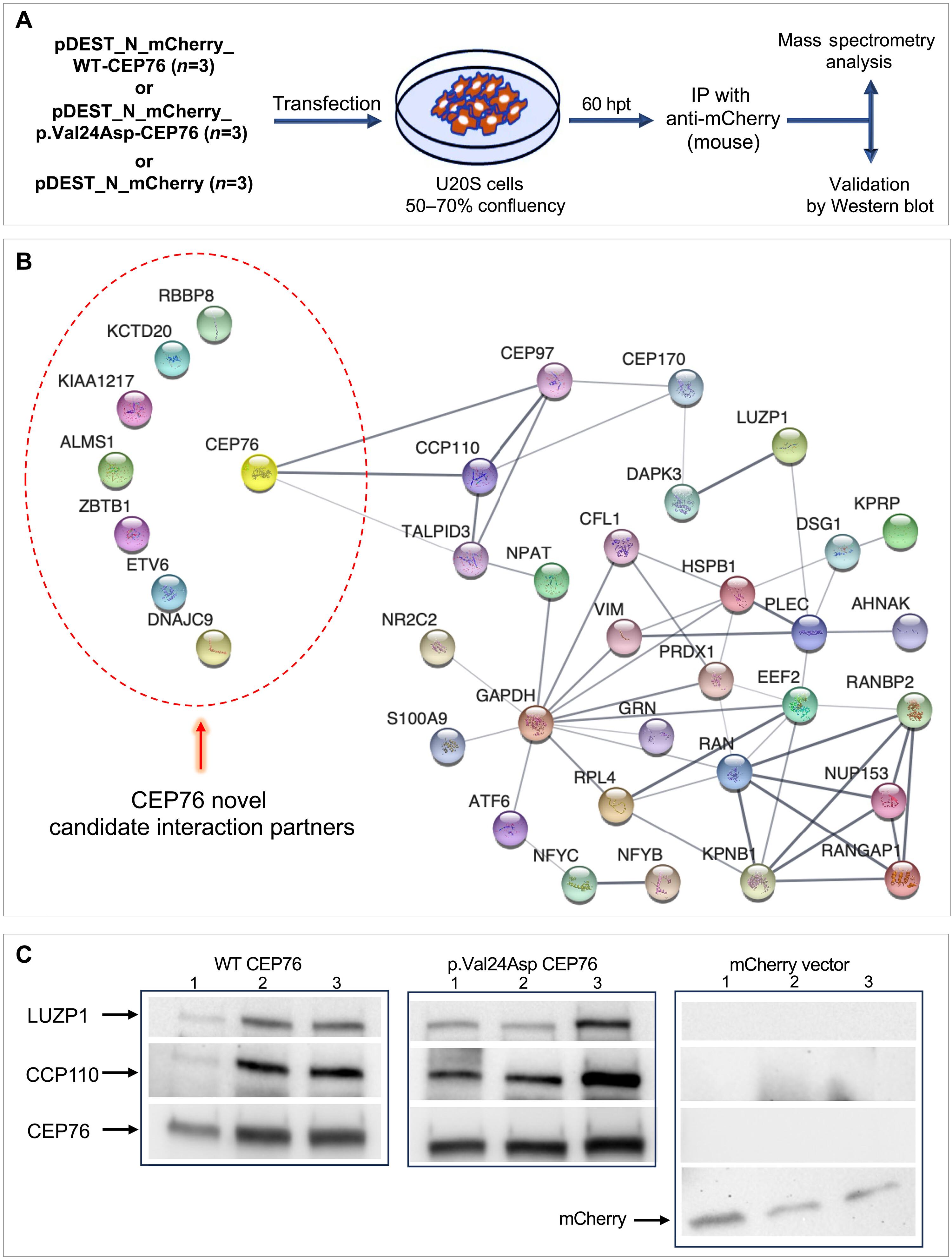 CEP76 impairment at the centrosome-cilium interface contributes to a spectrum of ciliopathies