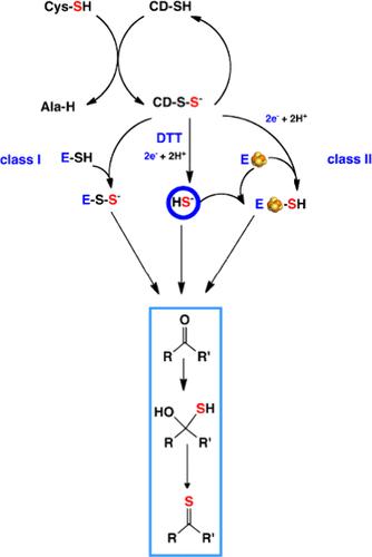 Dissecting the Mechanism of Biosynthesis of Sulfurated Biomolecules: The Case of tRNA Sulfuration