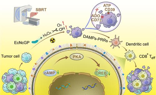 Surface d-Band Modulation via Biodirected Mineralization Enables Nanoenzymes to Inhibit Radiation-Induced T-Cell Exhaustion and Potentiate Immunoradiotherapy