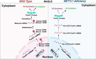METTL1-mediated m7G methylation of FoxO1 regulates lipid metabolism in metabolic dysfunction-associated fatty liver disease