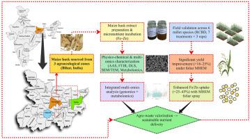 Bio-transforming maize husk residue into a multi-omics-validated biostimulant: Agro-waste bioformulation sustaining micronutrient delivery in millets