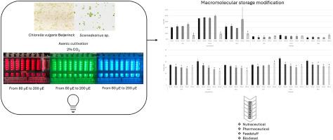 Maximizing high-value biomass in Scenedesmus and Chlorella: Exploring light-driven macromolecular storage for nutraceutical and feed applications