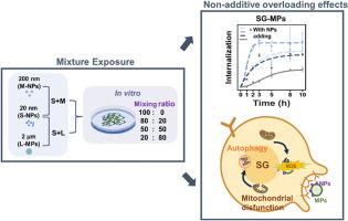 Hitchhikers in bivalve immune system: Mixed microplastics and nanoplastics triggers hemocyte autophagy