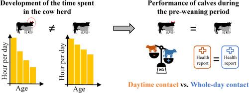 Calf presence in the cow herd: Associations with growth, health, and herd horn status in a cow-calf contact system