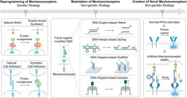 Synthetic mechanoreceptor engineering: From genetic encoding to DNA nanotechnology-based reprogramming