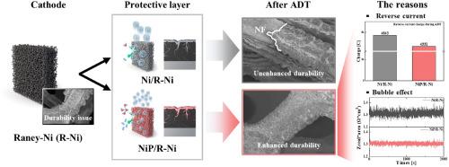 Enhancing durability of Raney-Ni-based electrodes for hydrogen evolution reaction in alkaline water electrolysis: Mitigating reverse current and H2 bubble effects using a NiP protective layer