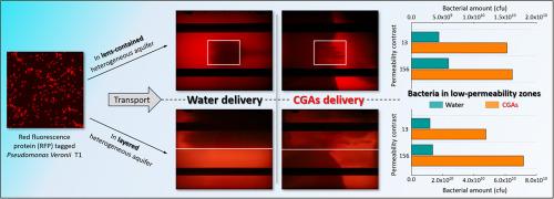 Bacterial transport enhancement by colloidal gas aphrons in heterogeneous aquifers: Performance evaluation and mechanistic insights