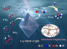 Interfacial engineering of carbon quantum dot/metal-organic framework heterostructures for boosted urea electrosynthesis from carbon dioxide and nitrate