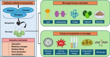 Impact of nanoparticles in microalgal quantification: Advancements in enhancing biomass valorization and evaluating toxicity effects