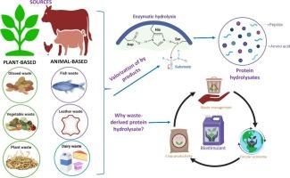 From waste to wonder: The potential of protein hydrolysates as plant biostimulants in agriculture