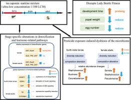 Ultra-low concentrations of a botanical insecticide blend alter microbiota composition and gene expression in the ladybeetle Propylea japonica