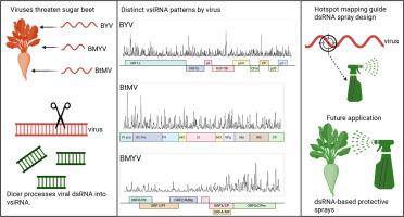 Comparative small RNA profiles of beet mosaic virus (BtMV), beet mild yellowing virus (BMYV) and beet yellows virus (BYV) infected Nicotiana benthamiana and Beta vulgaris