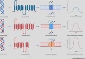 Effects of nonsense genetic variants on OATP1B1 expression and transport activity in vitro
