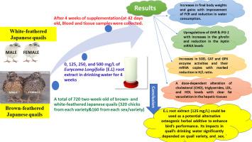 Effect of water supplementation with Eurycoma longifolia (Tongkat Ali) root extract on growth performance, carcass characteristics, antioxidant responses, and gene expression in brown and white Japanese quails