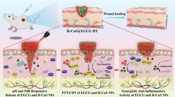 Near-infrared and pH dual-responsive chitosan/epigallocatechin gallate/hollow CuS hydrogel reprograms ROS dynamics for infected wound healing