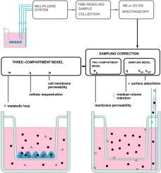 Characterizing solute transport across cell layers: Artifact correction and parameter extraction from a simplified three-compartment model