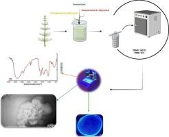 Multimodal characterization of horsetail-derived carbon quantum dots: from nanostructure to nonlinear optical behavior