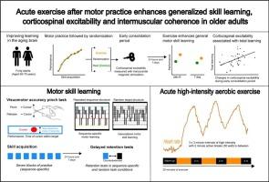 Acute exercise after motor practice enhances generalized skill learning, corticospinal excitability and intermuscular coherence in older adults