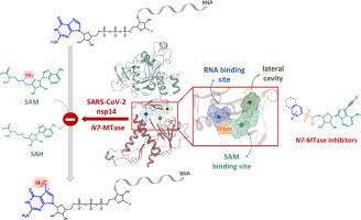 SARS-CoV-2 N7-methyltransferase inhibitors: Towards selective and potent antivirals